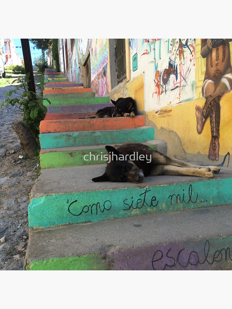 "Valparaíso Snoozing Dogs" Sticker for Sale by chrisjhardley Redbubble