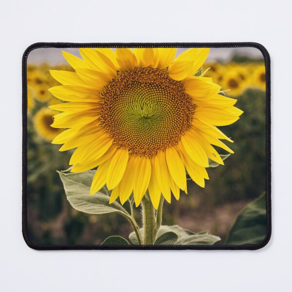 Item preview, Sunflower Close-Up in Blooming Field designed and sold by RastislavS.