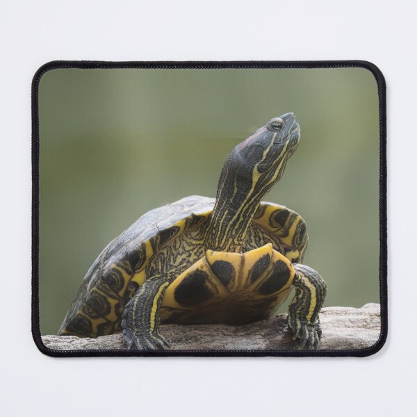 Item preview, Turtle on Log with Raised Neck – Nature Wildlife designed and sold by RastislavS.
