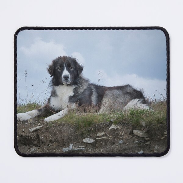 Item preview, Romanian Shepherd Dog Resting in the Mountains – Transalpina designed and sold by RastislavS.
