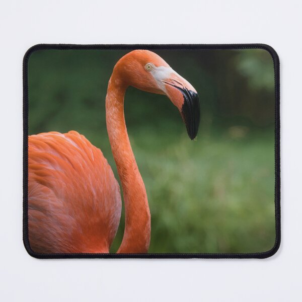 Item preview, Elegant Flamingo Portrait – Exotic Bird Close-Up designed and sold by RastislavS.