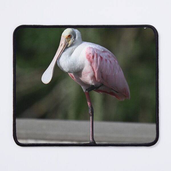 Item preview, Roseate Spoonbill  designed and sold by Glennphotos.