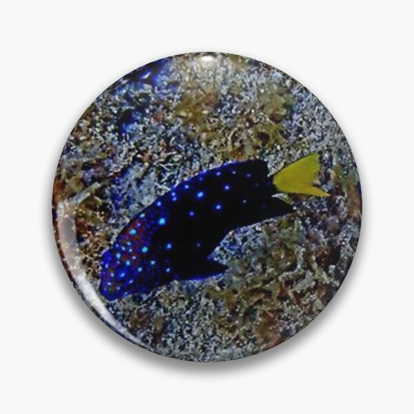 Item preview, Underwater - Damselfish in Bonaire by Wagonesta  designed and sold by Wagonesta.
