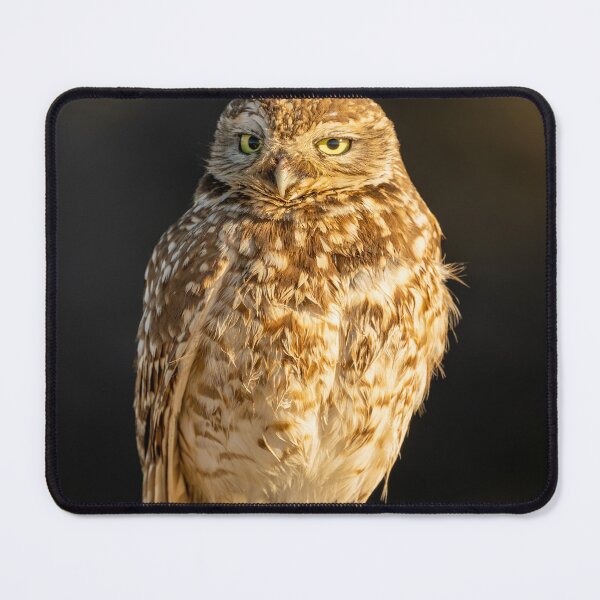 Item preview, Burrowing Owl Looking Cute As Usual designed and sold by PsychoAlien.com.