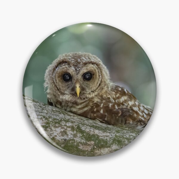 Item preview, Barred Owlet Relaxes on a Log designed and sold by Shannon Emmel .