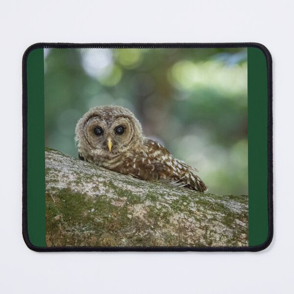 Item preview, Barred Owlet Relaxes on a Log designed and sold by Shannon Emmel .