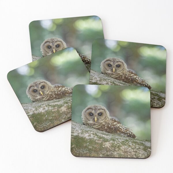 Item preview, Barred Owlet Relaxes on a Log designed and sold by Shannon Emmel .