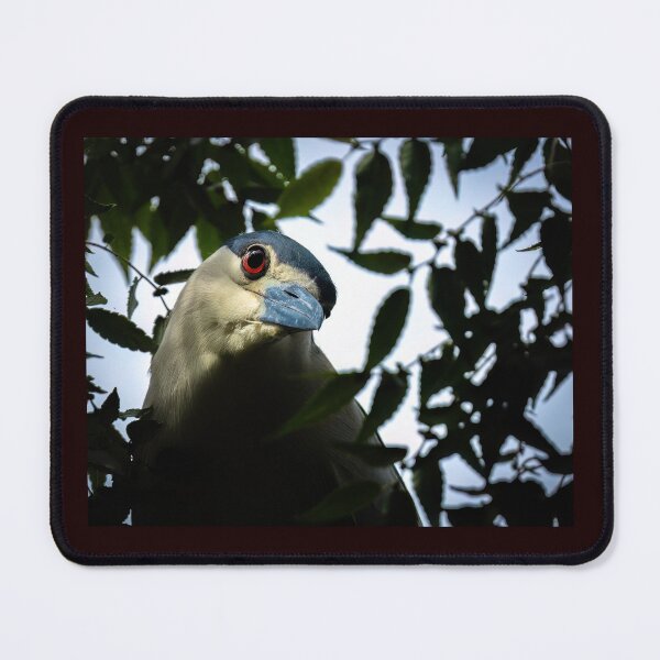 Item preview, Black-crowned night Heron designed and sold by Shannon Emmel .
