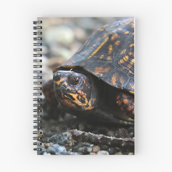 Item preview, Box Turtle designed and sold by Parks and X.
