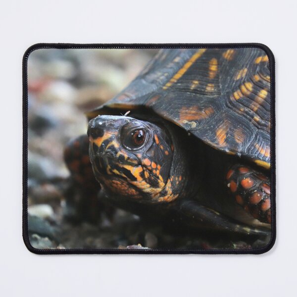 Item preview, Box Turtle designed and sold by Parks and X.