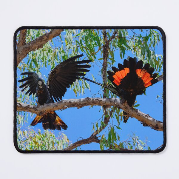 Item preview, Red-Tailed Black Cockatoos - Birds in Australia Flirting Pair designed and sold by Adam Gormley.