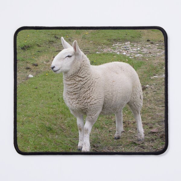 Item preview, Butt Of Lewis Sheep designed and sold by lezvee.