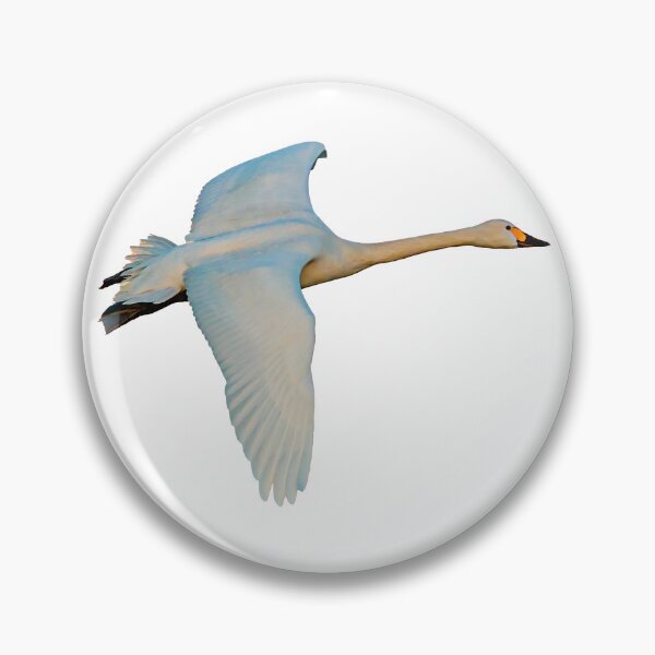 Item preview, Incoming Bewick Swan against the sunset designed and sold by Dalyndigital Photography.
