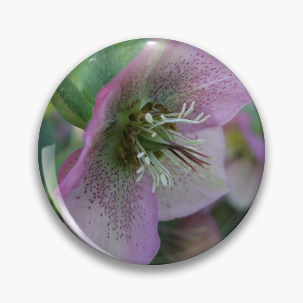 Item preview, Helleborus designed and sold by SunsetFirefly.