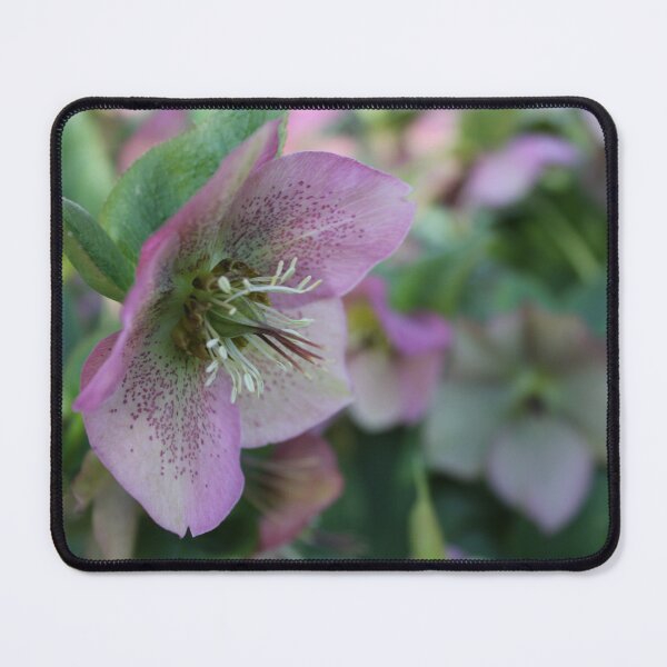 Item preview, Helleborus designed and sold by SunsetFirefly.