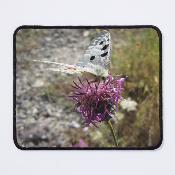Item preview, Apollo Butterfly designed and sold by SunsetFirefly.