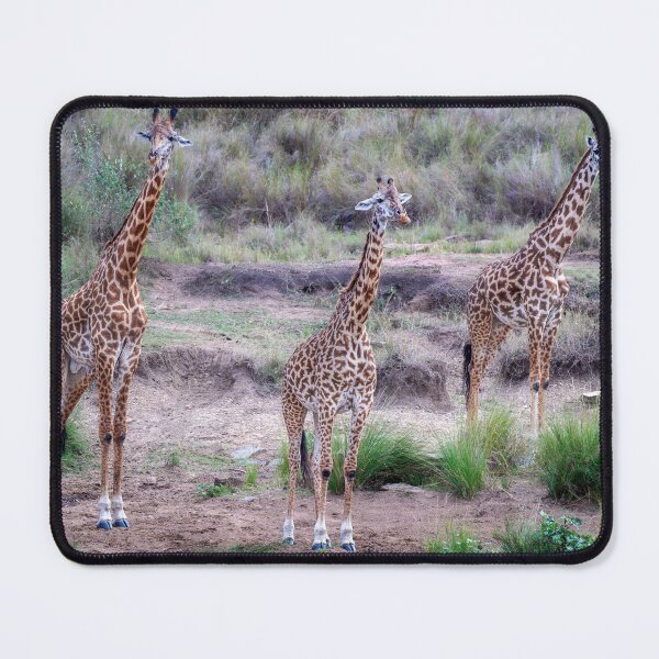Item preview, Giraffe Trio Masai Mara Kenya designed and sold by PhotoArt by Joan Carroll.