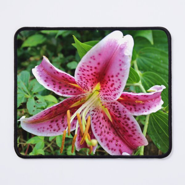 Item preview, Stargazer Lily designed and sold by McFleur's Lens.