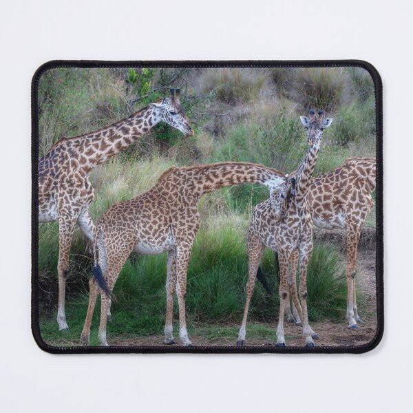 Item preview, Four Giraffes in the Masai Mara Kenya designed and sold by PhotoArt by Joan Carroll.