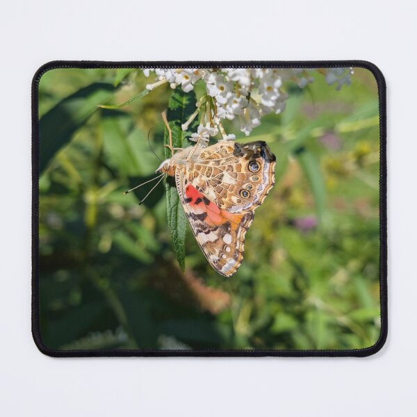 Item preview, Painted Lady I designed and sold by Emily Noyes.