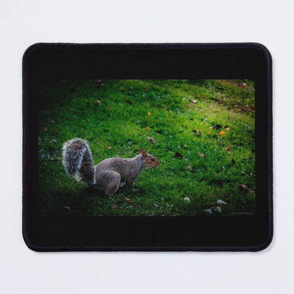 Item preview, Squirrel Sighted designed and sold by Andymat99.