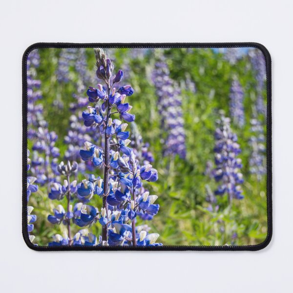 Item preview, Tall Beautiful Lupines designed and sold by Debra Martz.