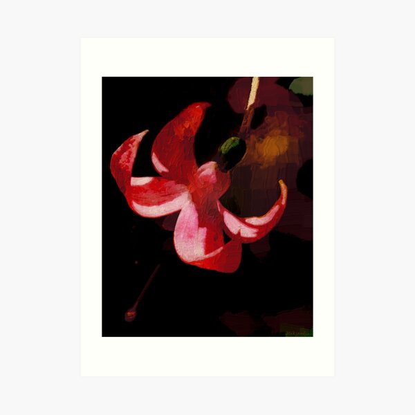 Painted Fuchsia Art Print