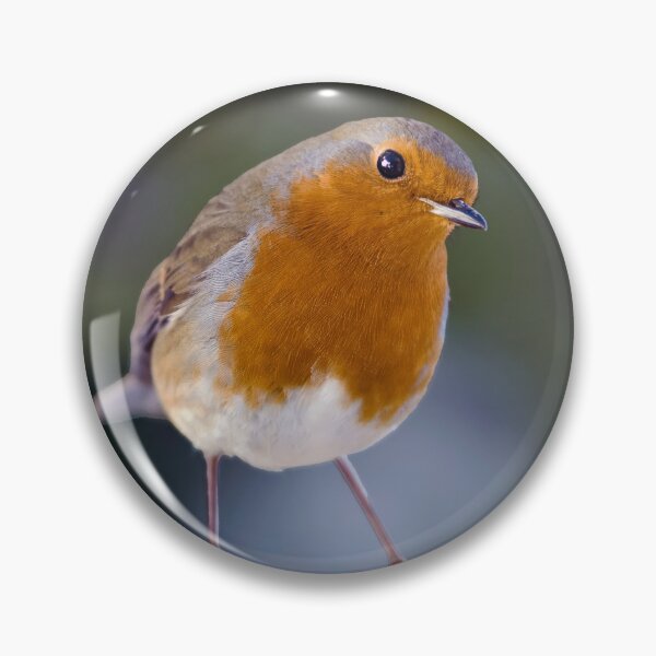 Item preview, Robin Redbreast designed and sold by Tom McPherson Photography.