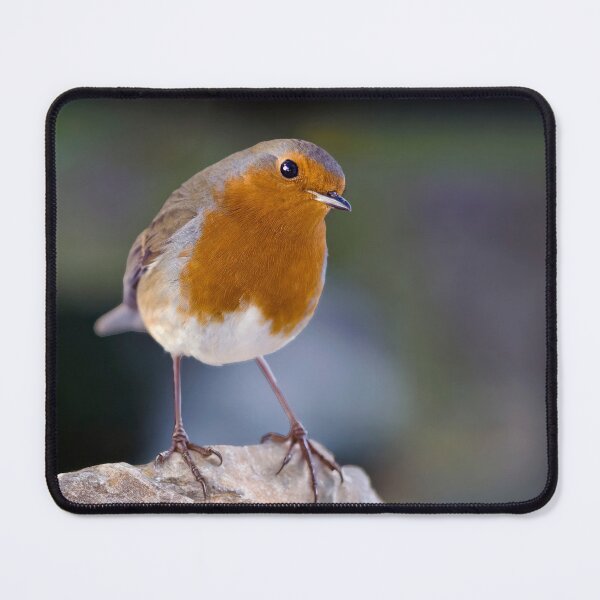Item preview, Robin Redbreast designed and sold by Tom McPherson Photography.