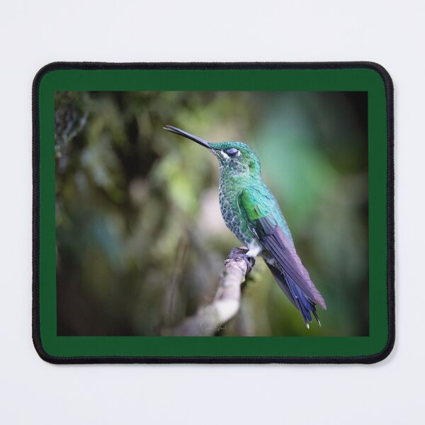 Item preview, Green-crowned Brilliant Hummingbird Napping  designed and sold by Shannon Emmel .