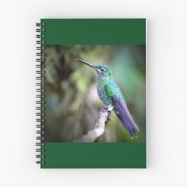 Item preview, Green-crowned Brilliant Hummingbird Napping  designed and sold by Shannon Emmel .