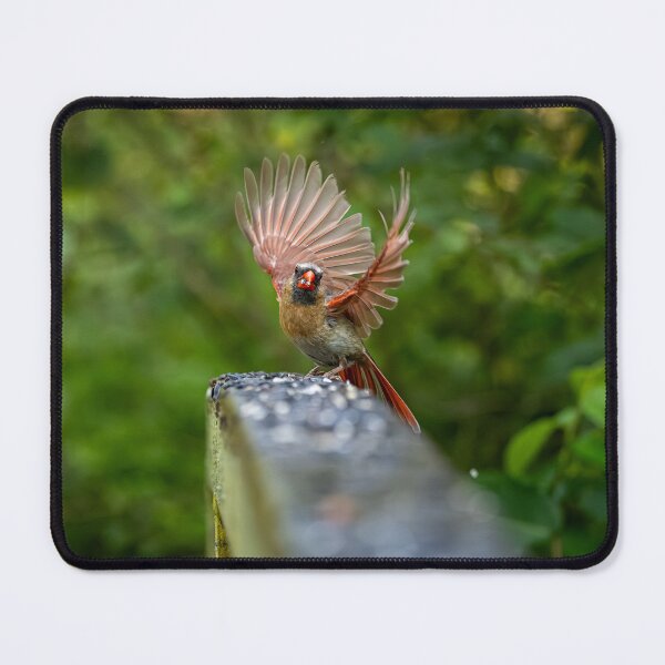 Item preview, Cardinal Showing Off Its Wings designed and sold by Del Phoenix Photography.