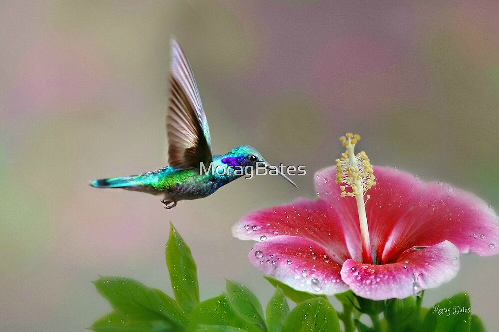 Hummingbird Hibiscus By Morag Bates Redbubble