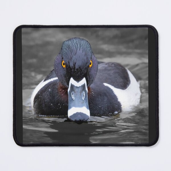 Item preview, Ring-necked Duck with Attitude designed and sold by Shannon Emmel .