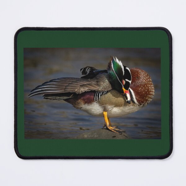 Item preview, Wood Duck Preening  designed and sold by Shannon Emmel .