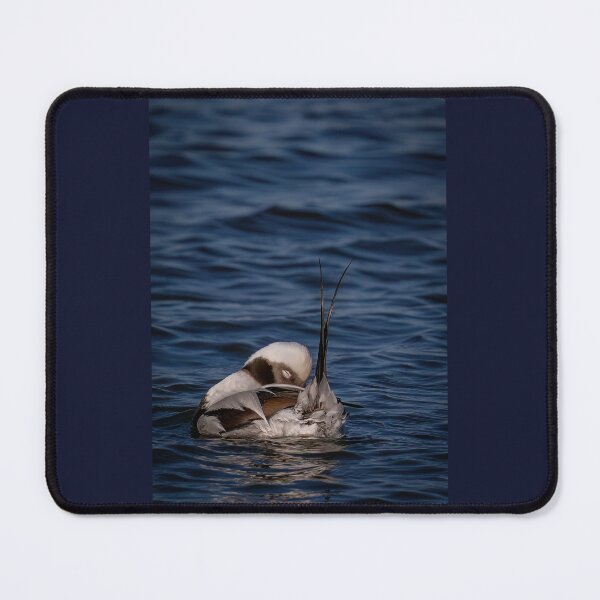 Item preview, Long-tailed Duck Preening designed and sold by Shannon Emmel .