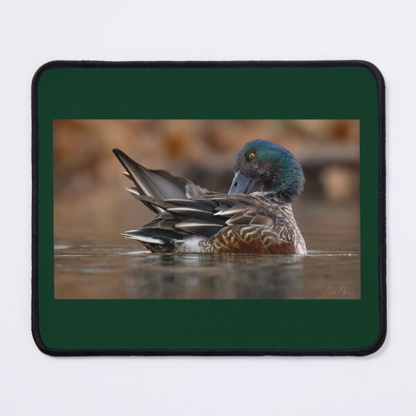 Item preview, Northern Shoveler Preens designed and sold by Shannon Emmel .