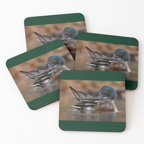 Item preview, Northern Shoveler Preens designed and sold by Shannon Emmel .