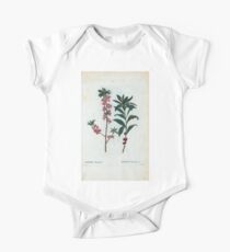 Traité des Arbres et Arbustes 0135 Daphne Mezereum Daphné Mezereum Daphne spurge laurel February daphne Baby Body Kurzarm