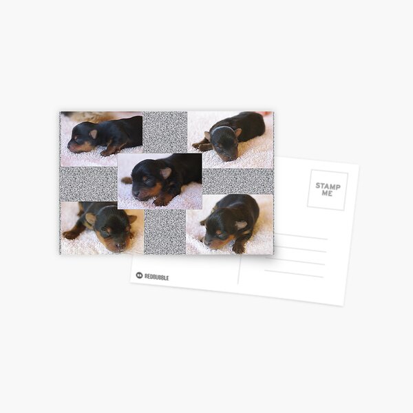 Tara & Toby's Pups Postcard