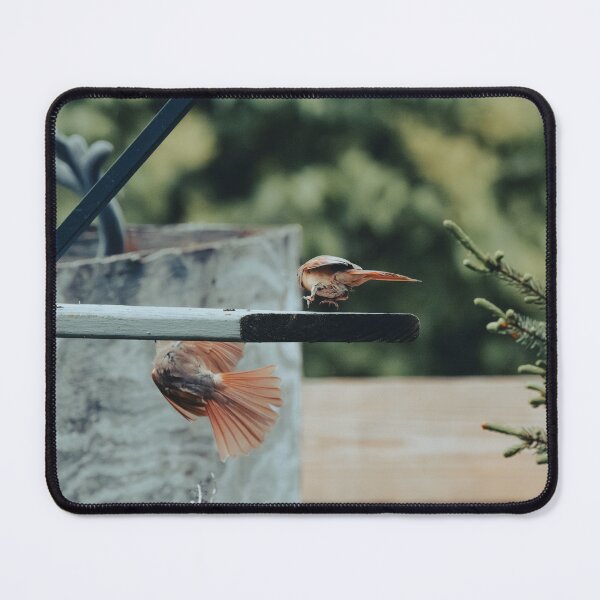 Item preview, Warring Cardinals designed and sold by Del Phoenix Photography.
