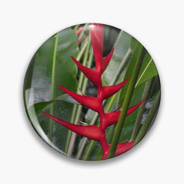 Item preview, Heliconia, Cairns Botanic Gardens designed and sold by Kate Powick.