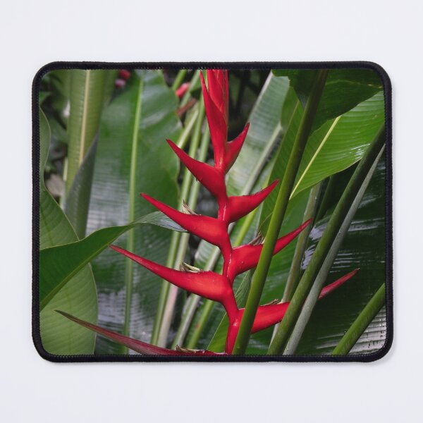 Item preview, Heliconia, Cairns Botanic Gardens designed and sold by Kate Powick.