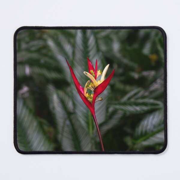 Item preview, Heliconia Flower (Parrot), Cairns Botanic Gardens designed and sold by Kate Powick.