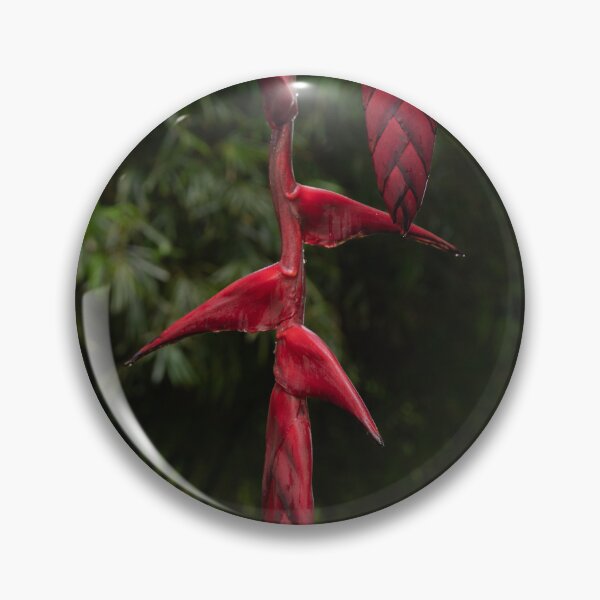 Item preview, Heliconia Flower 3 Cairns Botanic Gardens designed and sold by Kate Powick.