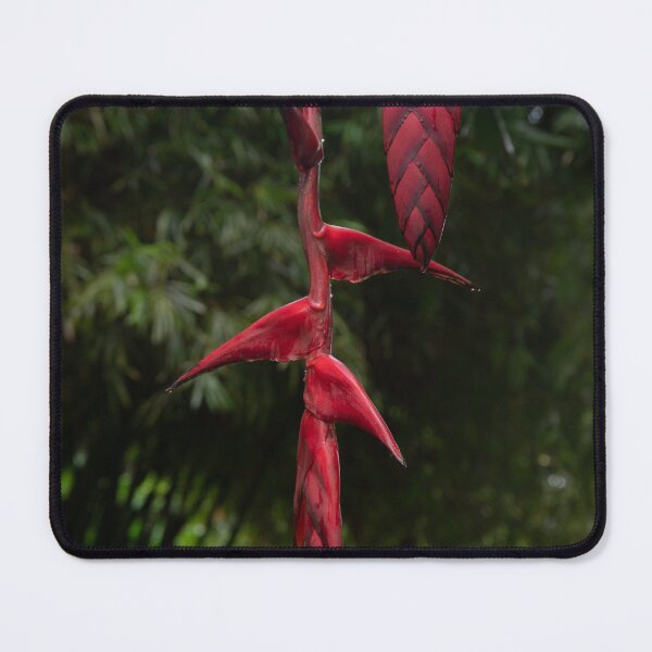 Item preview, Heliconia Flower 3 Cairns Botanic Gardens designed and sold by Kate Powick.