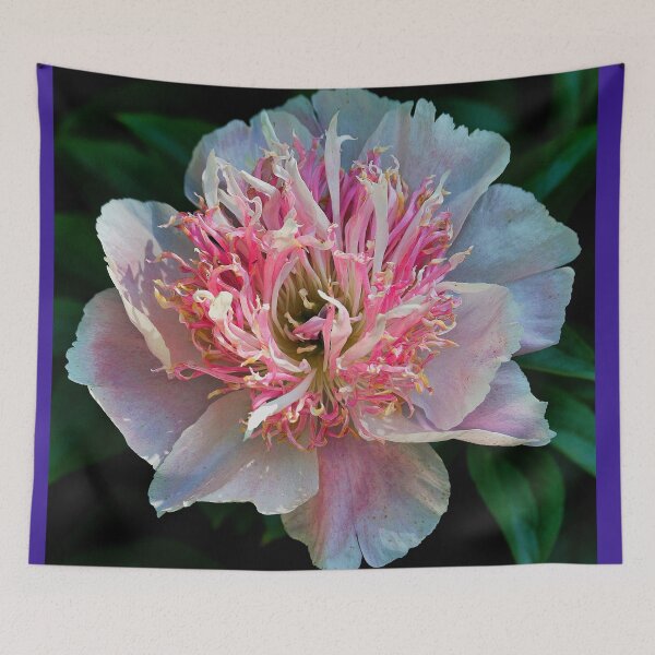 Item preview, 'Do Tell' Peony designed and sold by T.J. Martin.
