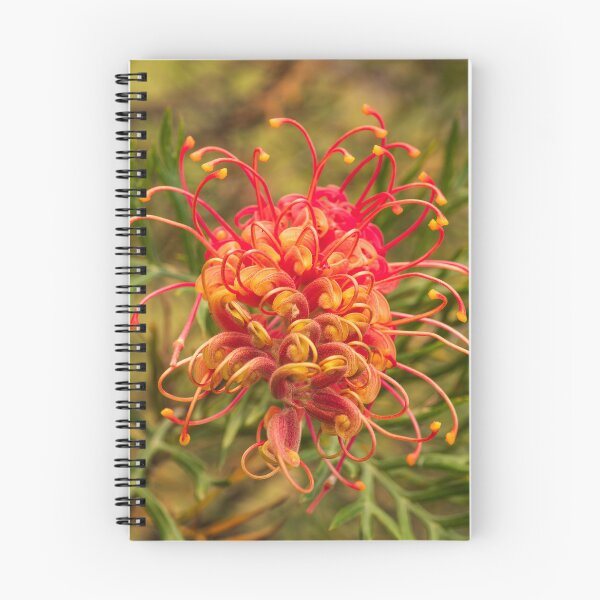 Aperçu de l'œuvre grevillea rouge jaune créée et vendue par Esther Frieda.