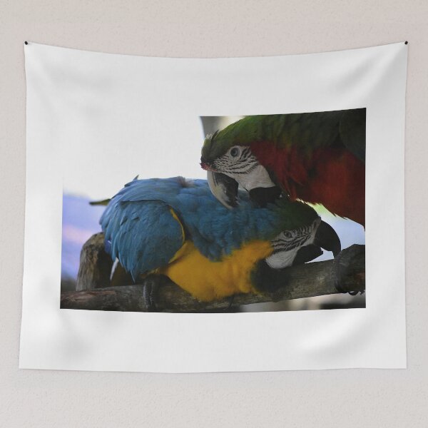 Item preview, Colorful Macaws in Affectionate Display designed and sold by MercerImages.