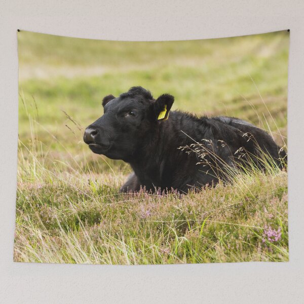 Item preview, Black Cow Lying Down designed and sold by Jane Stanley Photography.